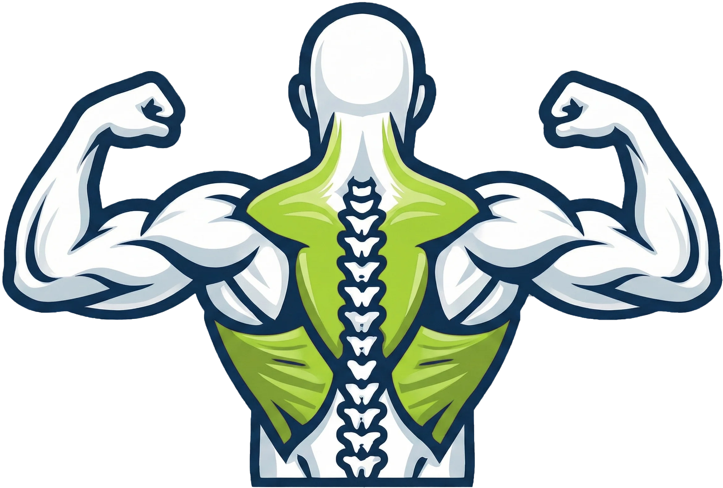 Rückenmuskulatur Anatomie